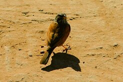 bruant_striole_sahari_03 null