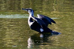 cormoran_maroccanus_01 null