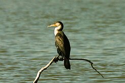 cormoran_maroccanus_02 null