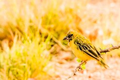 (Southern Masked Weaver (Tisserin à tête rousse)_737A4466 null
