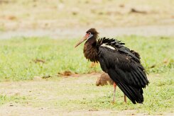 Abdim's Stork (Cigogne d'Abdim)_737A4699-2 null