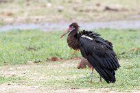 Abdim's Stork (Cigogne d'Abdim) Etosha