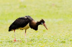 Abdim's Stork (Cigogne d'Abdim)_737A4719 null