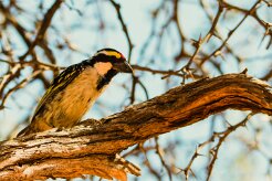Acacia Pied Barbet (Barbican pie)_737A1902 null