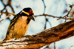 Acacia Pied Barbet (Barbican pie)_737A1904 null