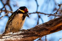 Acacia Pied Barbet (Barbican pie) Kalahari