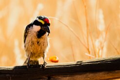 Acacia Pied Barbet (Barbican pie)_737A1906 null
