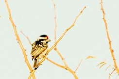 Acacia pied barbet (Barbican pie)-737A0347 null