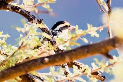 Acacia pied barbet (Barbican pie)-737A0495 null