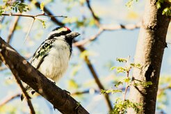 Acacia pied barbet (Barbican pie)-737A0648 null