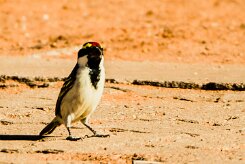 Acacia pied barbet (Barbican pie)-737A0652 null