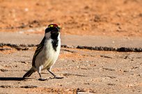 Acacia pied barbet (Barbican pie) Waterberg - Namibie