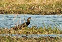 African Darter (Anhinga d'Afrique)_x737A4025 null
