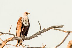 African Fish Eagle (Pygargue vocifère)_x737A3765 null