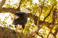 African Fish Eagle (Pygargue vocifère)_x737A3826 null