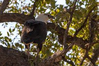 African Fish Eagle (Pygargue vocifère) African Fish Eagle (Pygargue vocifère)