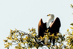African Fish Eagle (Pygargue vocifère)_x737A3909 null