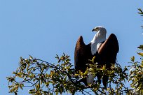 African Fish Eagle (Pygargue vocifère) African Fish Eagle (Pygargue vocifère)