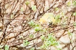 African Golden Oriole-(Loriot doré)_737A4484-2 null