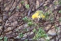 African Golden Oriole (Loriot doré) Twyfelfontein