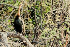 African Darter (Anhinga d'Afrique)_x737A5503 null