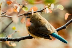 Blue Waxbill (Cordonbleu de l'Angola)_x737A5803 null