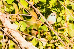 Blue Waxbill (Cordonbleu de l'Angola)_x737A5837 null