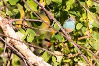 Blue Waxbill (Cordon bleu de l'Angola) Blue Waxbill (Cordon bleu de l'Angola)