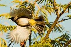 Dark-capped Bulbul (Bulbul tricolore)_x737A5809 null