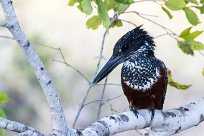 Giant Kingfisher (Martin-pêcheur géant) Giant Kingfisher (Martin-pêcheur géant)