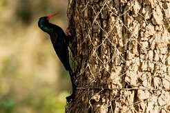 Green Wood Hoopoe (Irrisor moqueur)_x737A5762 null