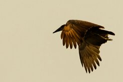 Hamerkop (Ombrette africaine)_x737A5521 null