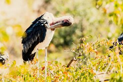 Marabou Stork (Marabout d'Afrique)_x737A5720 null