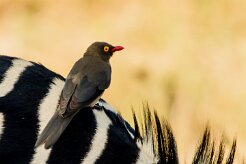 Red-billed Oxpecker (Piqueboeuf à bec rouge)_x737A5758 null