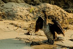 Reed Cormorant (Cormoran africain)_x737A5507 null