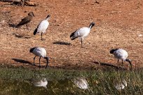 Sacred Ibiis (Ibis sacré) Sacred Ibiis (Ibis sacré)