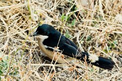 Swamp Boubou (Gonolek à ventre blanc)_x737A5831 null