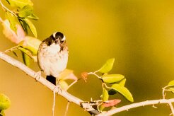White-browed Sparrow-Weaver (Mahali à sourcils blancs)_x737A5616 null