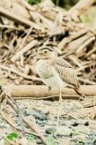 Alcaraván venezolano (OEdicnème bistrié)_231213_5755 null