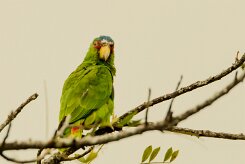 Amazona frentialba (Amazone à front blanc)_231214_5861 null