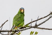 Amazona frentialba (Amazone à front blanc) Torcoles - Costa Rica