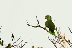 Amazona frentirroja (Amazone à lores rouges)_231204_5666 null