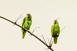Amazona frentirroja (Amazone à lores rouges)_231208_6391 null