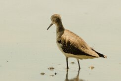 Andarríos solitario (Chevalier solitaire)_231210_6726 null