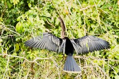Anhinga americana (Anhinga d'Amérique)_231203_5598 null