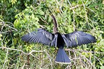 Anhinga americana (Anhinga d'Amérique) Pacuare reserve - Limón - Parismina - Costa Rica