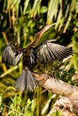 Anhinga americana (Anhinga d'Amérique)_231203_5622 null