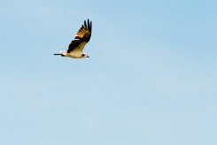 Águila pescadora (Balbuzard pêcheur)_231112_3068 null