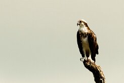 Águila pescadora (Balbuzard pêcheur)_231117_3631 null