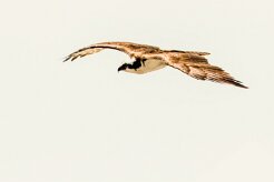 Águila pescadora (Balbuzard pêcheur)_231117_3664 null